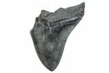 Partial, Fossil Megalodon Tooth - South Carolina #275375-1